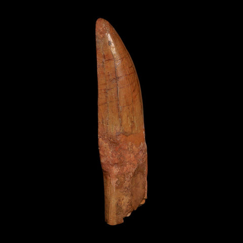 XL 5.1" Carcharodontosaurus Fossil Tooth Cretaceous Dinosaur Morocco COA