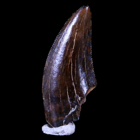 0.6" Dakotaraptor Serrated Tooth Fossil Raptor Hell Creek FM Montana COA, Display - Fossil Age Minerals