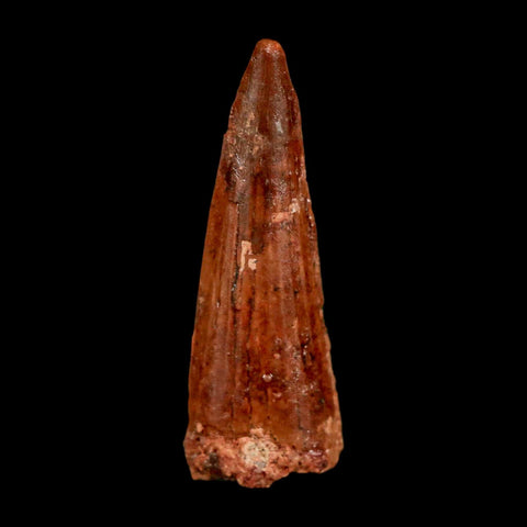 1.5" Spinosaurus Fossil Tooth 100 Million Years Old Cretaceous Dinosaur COA Stand