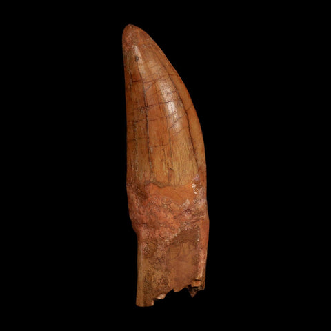 XL 5.1" Carcharodontosaurus Fossil Tooth Cretaceous Dinosaur Morocco COA