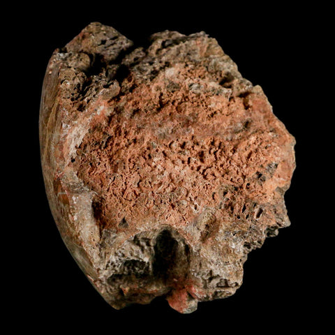 4.4" Polished Hexagonaria Coral Fossil Devonian Age 350 Million Yrs Old Morocco - Fossil Age Minerals