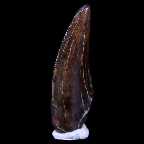 0.6" Dakotaraptor Serrated Tooth Fossil Raptor Hell Creek FM Montana COA, Display - Fossil Age Minerals