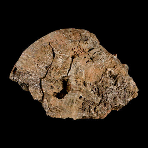 4.4" Polished Hexagonaria Coral Fossil Devonian Age 350 Million Yrs Old Morocco - Fossil Age Minerals