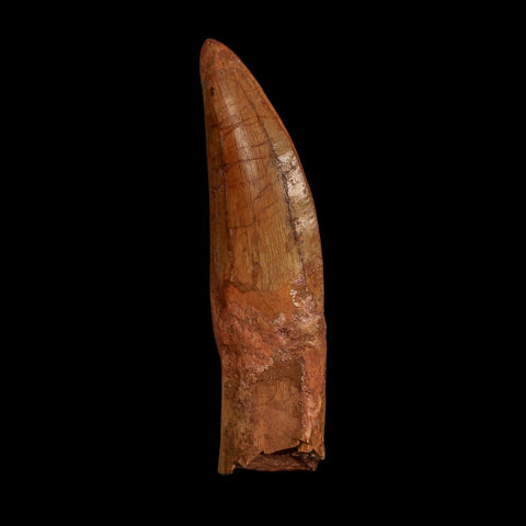 XL 5.1" Carcharodontosaurus Fossil Tooth Cretaceous Dinosaur Morocco COA