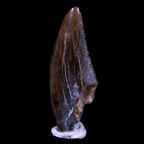 0.6" Dakotaraptor Serrated Tooth Fossil Raptor Hell Creek FM Montana COA, Display - Fossil Age Minerals