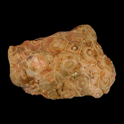 4" Polished Hexagonaria Coral Fossil Devonian Age 350 Million Yrs Old Morocco - Fossil Age Minerals