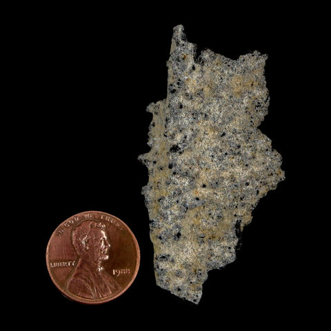 2.2" Fulgurite Petrified Lightning Strike Glass Sahara Desert Algeria - Fossil Age Minerals