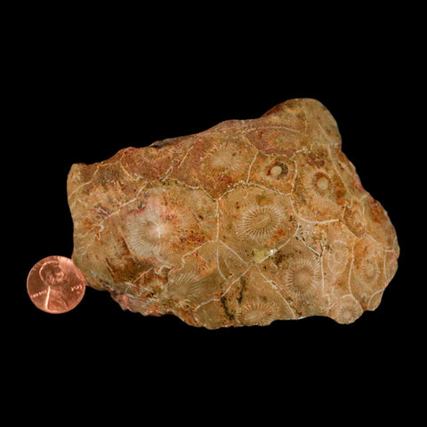 4" Polished Hexagonaria Coral Fossil Devonian Age 350 Million Yrs Old Morocco - Fossil Age Minerals