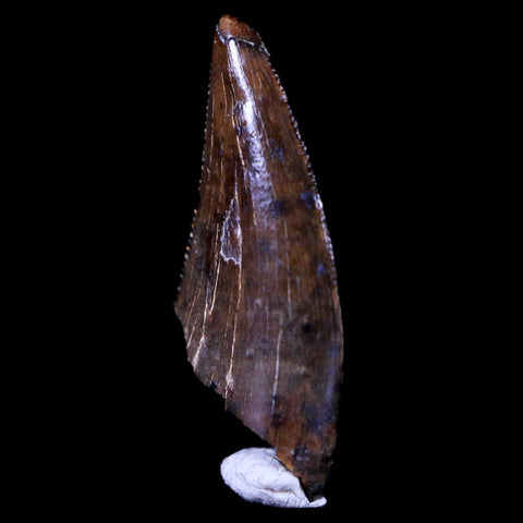 0.6" Dakotaraptor Serrated Tooth Fossil Raptor Hell Creek FM Montana COA, Display - Fossil Age Minerals