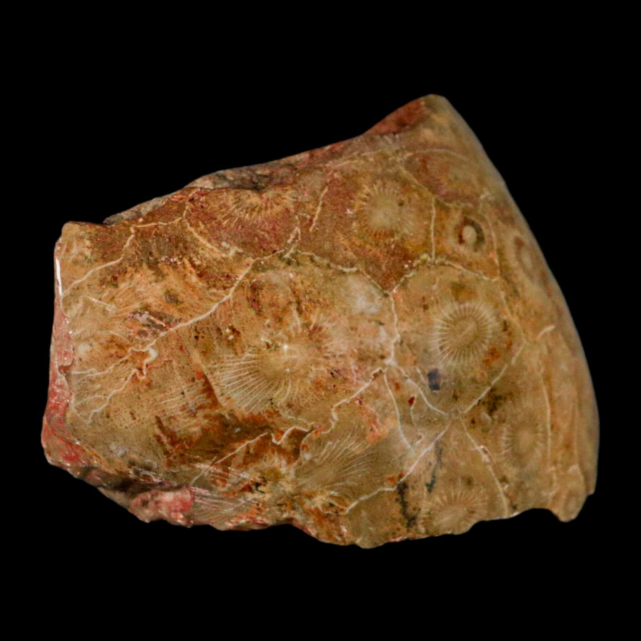 4" Polished Hexagonaria Coral Fossil Devonian Age 350 Million Yrs Old Morocco - Fossil Age Minerals