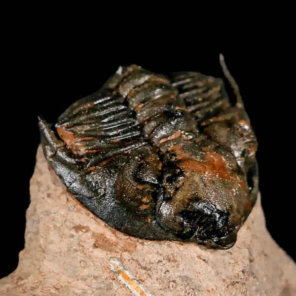 1.5