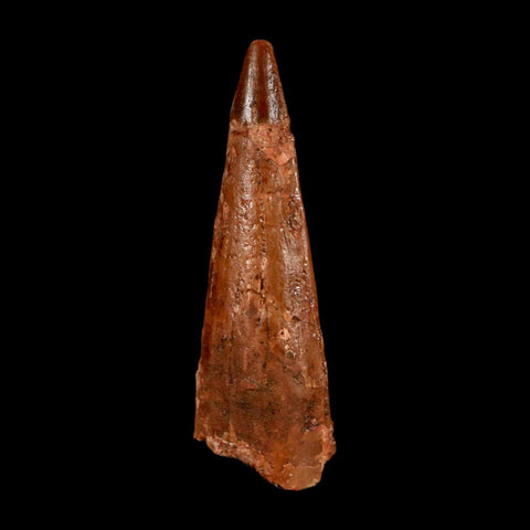 1.5" Spinosaurus Fossil Tooth 100 Million Years Old Cretaceous Dinosaur COA Stand