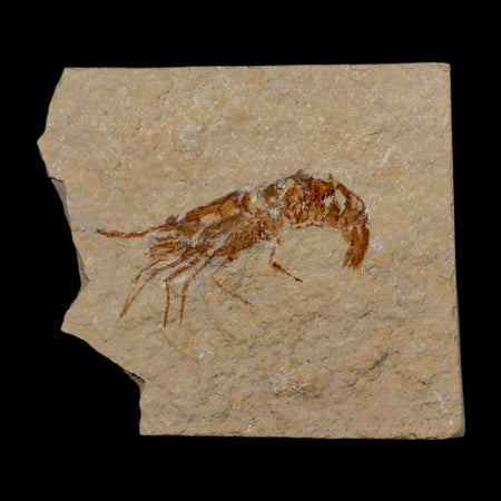2" Fossil Shrimp Carpopenaeus Cretaceous Age 100 Mil Yrs Old Lebanon COA