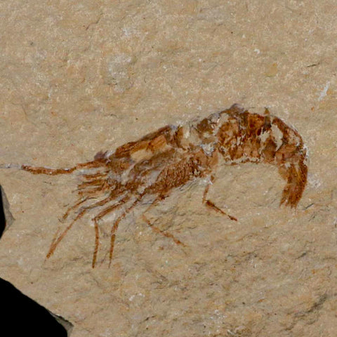2" Fossil Shrimp Carpopenaeus Cretaceous Age 100 Mil Yrs Old Lebanon COA - Fossil Age Minerals