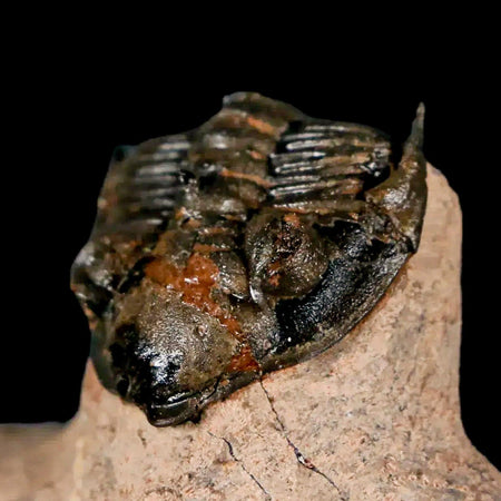 1.5" Metacanthina Issoumourensis Trilobite Fossil Devonian Age 400 Mil Yrs Old COA