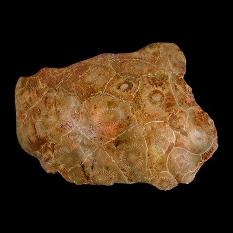 4" Polished Hexagonaria Coral Fossil Devonian Age 350 Million Yrs Old Morocco - Fossil Age Minerals