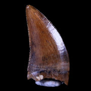 0.4" Dakotaraptor Serrated Tooth Fossil Raptor Hell Creek FM Montana COA, Display