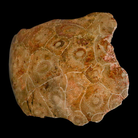 4" Polished Hexagonaria Coral Fossil Devonian Age 350 Million Yrs Old Morocco - Fossil Age Minerals