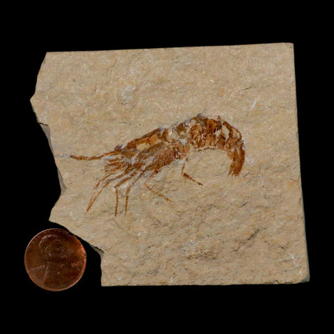 2" Fossil Shrimp Carpopenaeus Cretaceous Age 100 Mil Yrs Old Lebanon COA - Fossil Age Minerals