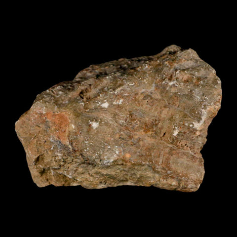 4" Polished Hexagonaria Coral Fossil Devonian Age 350 Million Yrs Old Morocco - Fossil Age Minerals