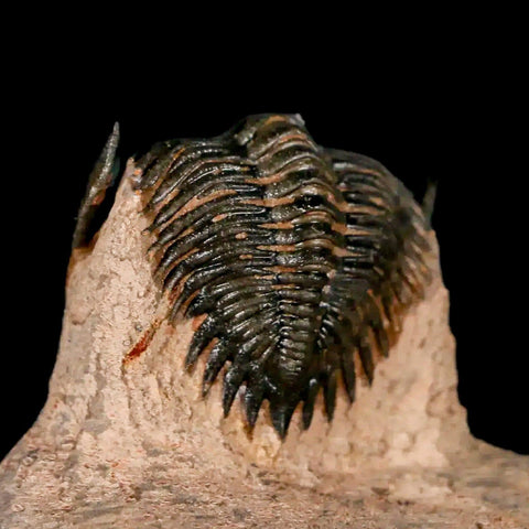 1.5" Metacanthina Issoumourensis Trilobite Fossil Devonian Age 400 Mil Yrs Old COA - Fossil Age Minerals