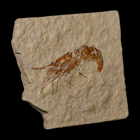2" Fossil Shrimp Carpopenaeus Cretaceous Age 100 Mil Yrs Old Lebanon COA - Fossil Age Minerals