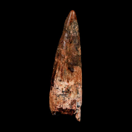 1.6" Spinosaurus Fossil Tooth 100 Million Years Old Cretaceous Dinosaur COA Stand