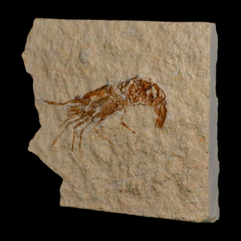 2" Fossil Shrimp Carpopenaeus Cretaceous Age 100 Mil Yrs Old Lebanon COA - Fossil Age Minerals