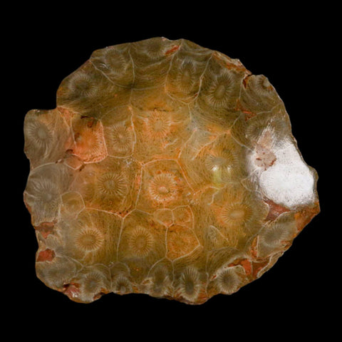 3.9" Polished Hexagonaria Coral Fossil Devonian Age 350 Million Yrs Old Morocco - Fossil Age Minerals
