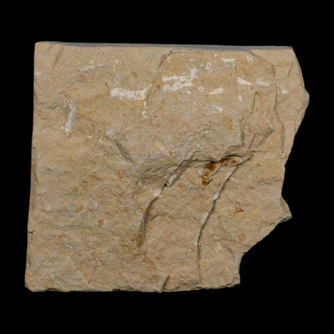2" Fossil Shrimp Carpopenaeus Cretaceous Age 100 Mil Yrs Old Lebanon COA - Fossil Age Minerals