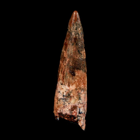 1.6" Spinosaurus Fossil Tooth 100 Million Years Old Cretaceous Dinosaur COA Stand