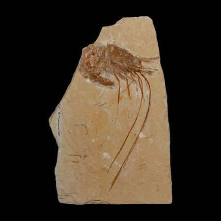 3" Fossil Shrimp Carpopenaeus Cretaceous Age 100 Mil Yrs Old Lebanon COA