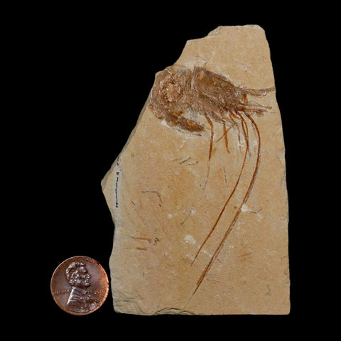3" Fossil Shrimp Carpopenaeus Cretaceous Age 100 Mil Yrs Old Lebanon COA - Fossil Age Minerals
