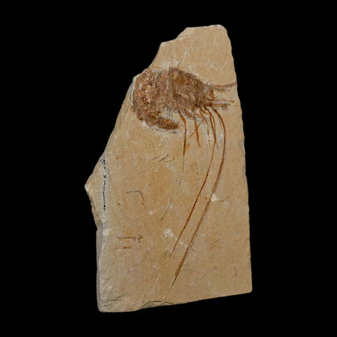 3" Fossil Shrimp Carpopenaeus Cretaceous Age 100 Mil Yrs Old Lebanon COA - Fossil Age Minerals