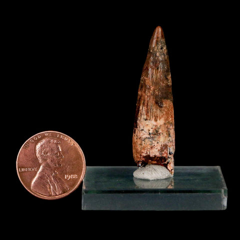 1.6" Spinosaurus Fossil Tooth 100 Million Years Old Cretaceous Dinosaur COA Stand