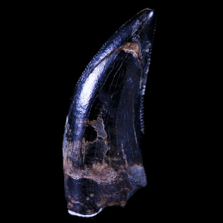 0.7" Dakotaraptor Serrated Tooth Fossil Raptor Hell Creek FM Montana COA, Display