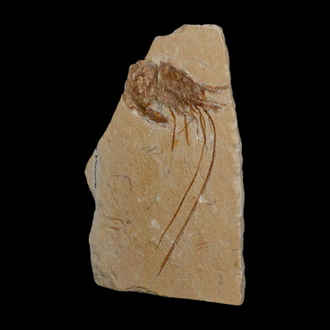 3" Fossil Shrimp Carpopenaeus Cretaceous Age 100 Mil Yrs Old Lebanon COA - Fossil Age Minerals