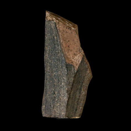 1.8" Tyrannosaurus Rex Fossil Tooth Section Lance Creek Cretaceous Dinosaur WY COA