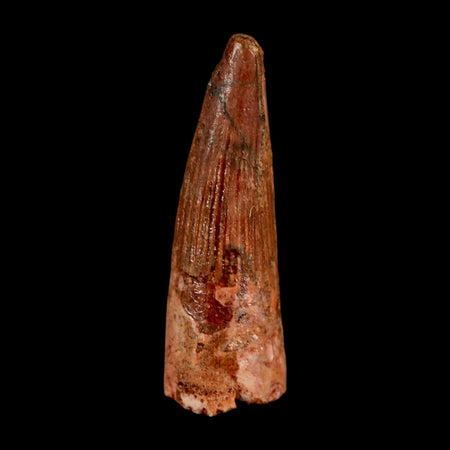 1.4" Spinosaurus Fossil Tooth 100 Million Years Old Cretaceous Dinosaur COA Stand