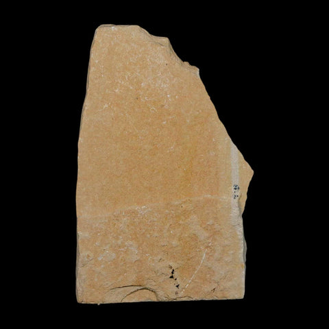 3" Fossil Shrimp Carpopenaeus Cretaceous Age 100 Mil Yrs Old Lebanon COA - Fossil Age Minerals