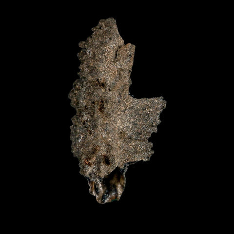 3.2" Fulgurite Petrified Lightning Strike Glass Sahara Desert Algeria - Fossil Age Minerals
