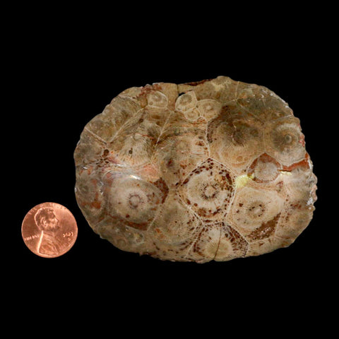 3.1" Polished Hexagonaria Coral Fossil Devonian Age 350 Million Yrs Old Morocco - Fossil Age Minerals