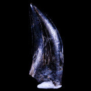 0.7" Dakotaraptor Serrated Tooth Fossil Raptor Hell Creek FM Montana COA, Display