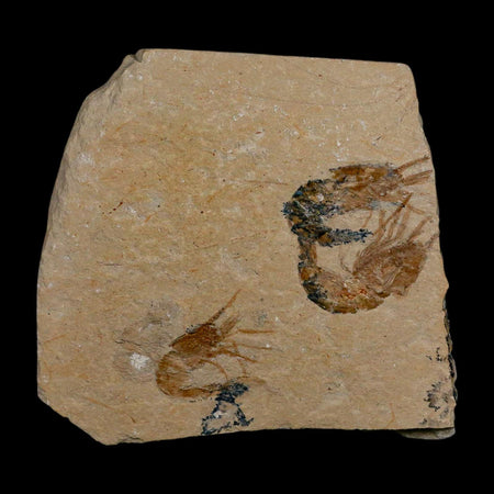 3 Three Fossil Shrimp Carpopenaeus Cretaceous Age 100 Mil Yrs Old Lebanon COA