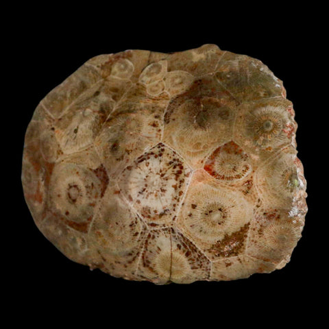 3.1" Polished Hexagonaria Coral Fossil Devonian Age 350 Million Yrs Old Morocco - Fossil Age Minerals