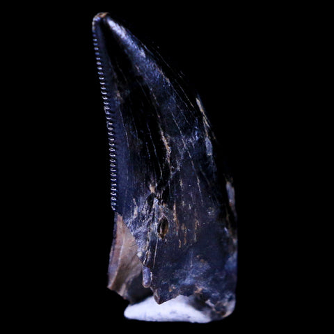 0.7" Dakotaraptor Serrated Tooth Fossil Raptor Hell Creek FM Montana COA, Display - Fossil Age Minerals