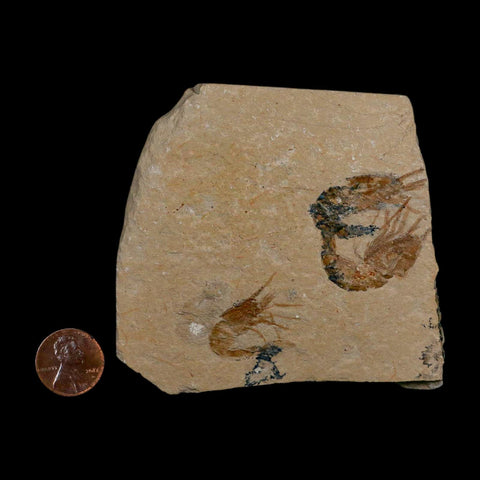 3 Three Fossil Shrimp Carpopenaeus Cretaceous Age 100 Mil Yrs Old Lebanon COA