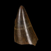 0.7" Tyrannosaurus Rex Fossil Tooth Tip Lance Creek Cretaceous Dinosaur WY COA