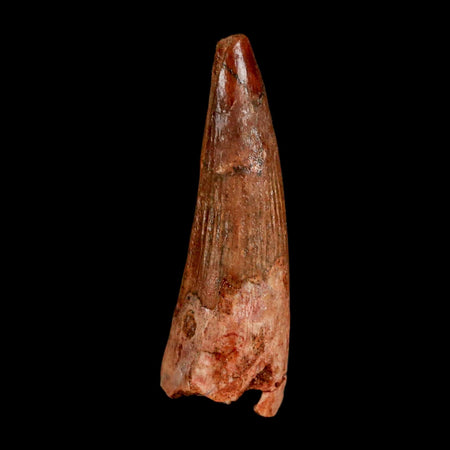 1.4" Spinosaurus Fossil Tooth 100 Million Years Old Cretaceous Dinosaur COA Stand
