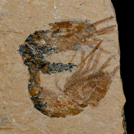 3 Three Fossil Shrimp Carpopenaeus Cretaceous Age 100 Mil Yrs Old Lebanon COA